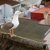 Yellow-legged Gull
